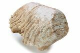 Fossil Columbian Mammoth Molar - Somervell County, Texas #283954-1